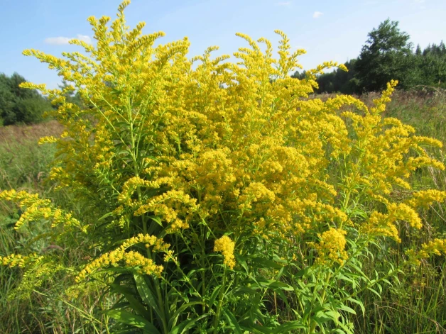 Kanādas zeltgalvīte