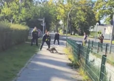 Berlīni terorizē brīvā vaļā nonācis valabijs. VIDEO 