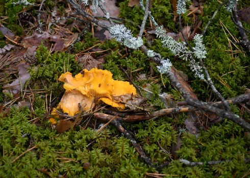 Иногда грибы стоят очень дорого.