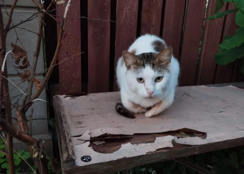 Kaķis meklē mājas.