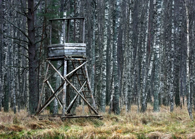 "Mēs nevaram par to uzņemties atbildību!" Mednieki Igaunijā ceļ trauksmi par bīstamu zvēru, kas sācis nekontrolēti vairoties