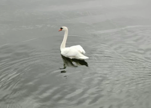 Домашние птицы могут заразиться от контакта с зараженными дикими птицами, их выделениями и пометом. 