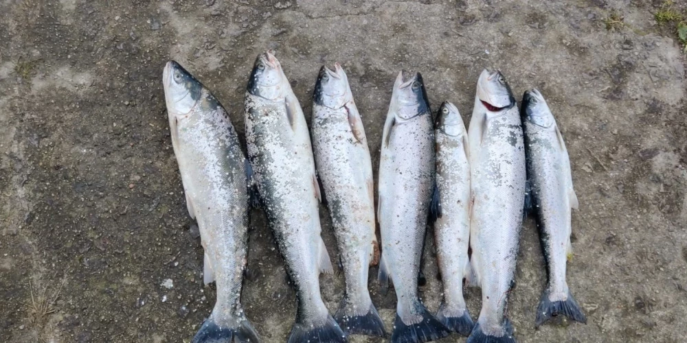 Likumsargi nereti atklāj lašveidīgo zivju ļaunprātīgo makšķernieku lomu (foto: Valsts vides dienests)