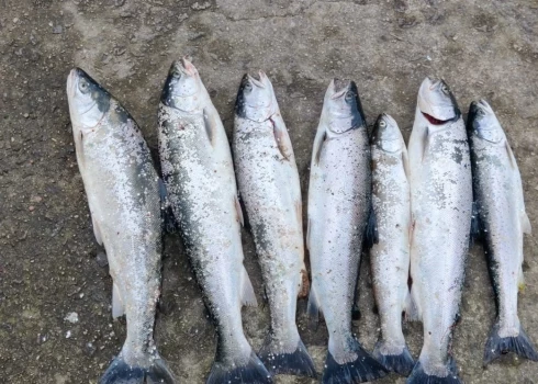 Likumsargi nereti atklāj lašveidīgo zivju ļaunprātīgo makšķernieku lomu (foto: Valsts vides dienests)