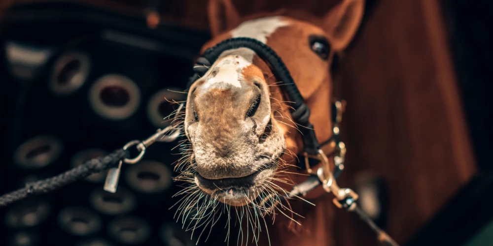 Ilustratīvs attēls (foto: Shutterstock)