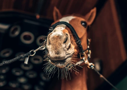 Ilustratīvs attēls (foto: Shutterstock)