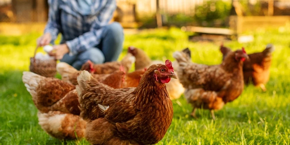 Латвийские депутаты за гуманное обращение с курами, но бизнес предупреждает об импорте.