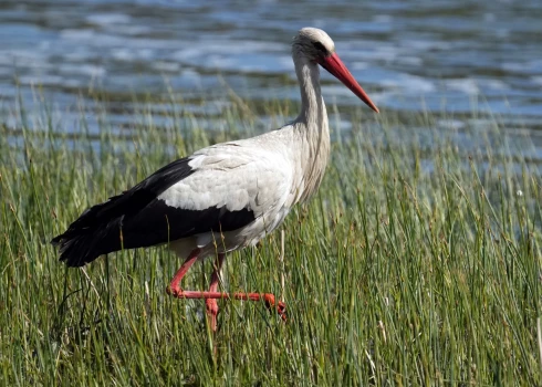 Аисты, оставшиеся зимовать в Латвии, чаще всего уже никогда не мигрируют.