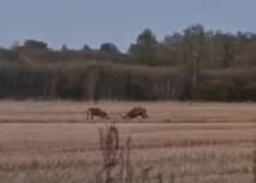 VIDEO: Lēdmanes iedzīvotāju pārsteidz divi sprauni brieži, kas nespēj "sadalīt mantu"