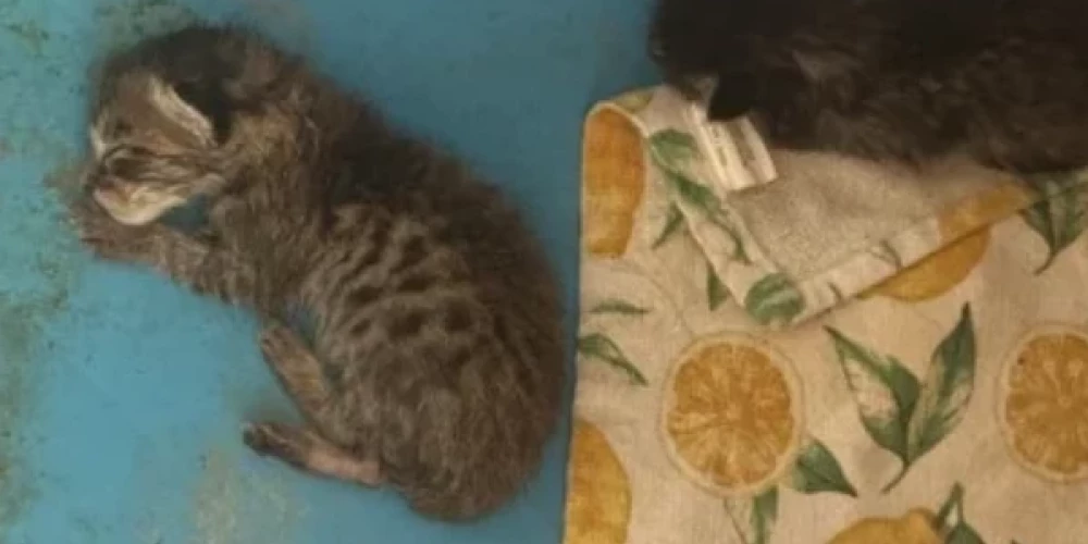 Divi no četriem kaķēniem, no kuriem viens bija izbarots čūskai (foto: PETA)