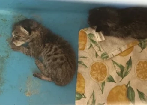 Divi no četriem kaķēniem, no kuriem viens bija izbarots čūskai (foto: PETA)