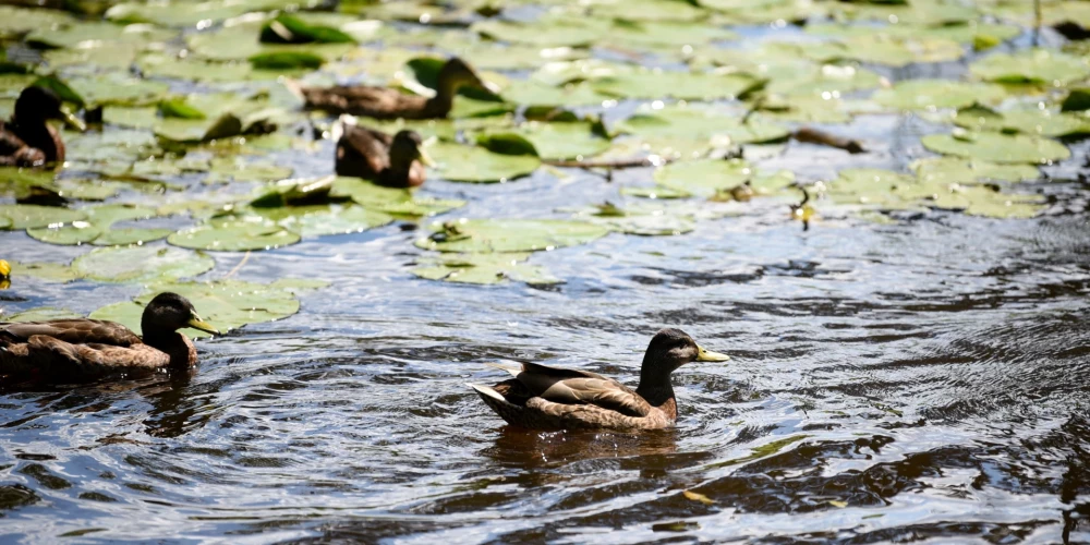 Pīles Arkādijas parkā.