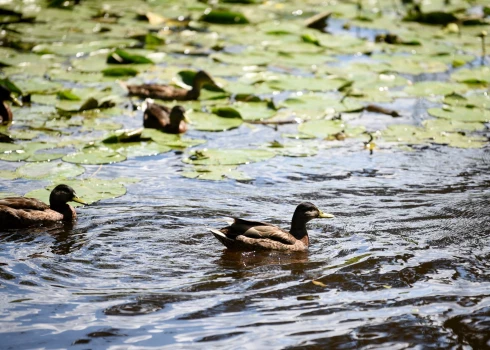 Pīles Arkādijas parkā.