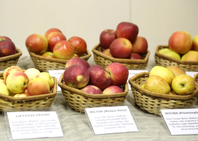 Традиционный Праздник яблок в Добеле: дегустации, мастерские и выступления