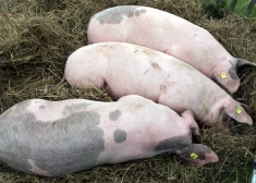 Āfrikas cūku mēra skartajā "Baltic pork" teritorijā aprakti cūku līķi