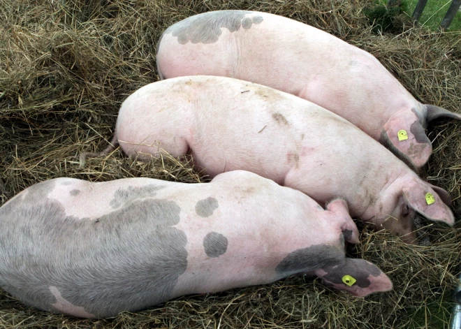 Āfrikas cūku mēra skartajā "Baltic pork" teritorijā aprakti cūku līķi