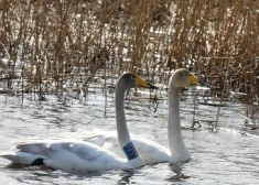 Latvijā norisinās Eiropas putnu vērošanas dienas