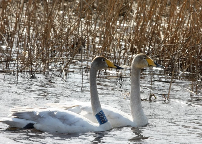 Latvijā norisinās Eiropas putnu vērošanas dienas