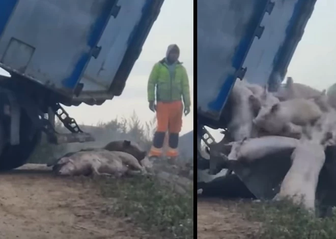 ВИДЕО: в Огрском крае туши свиней, умерших от АЧС, решили захоронить - разве это безопасно?