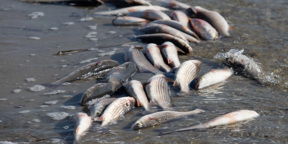 Иллюстративное фото.