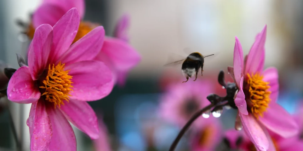 Debesis skaidrosies tikai vietām.