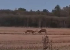 ВИДЕО: впечатляющие оленьи разборки в Огрском крае - самцы не поделили гарем