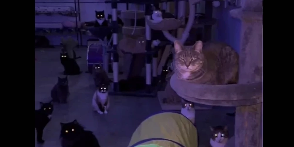 Кошачий хоррор!