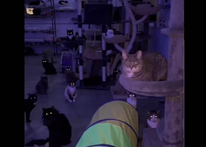 Что скрывают коты: странное видео стало сенсацией в Сети