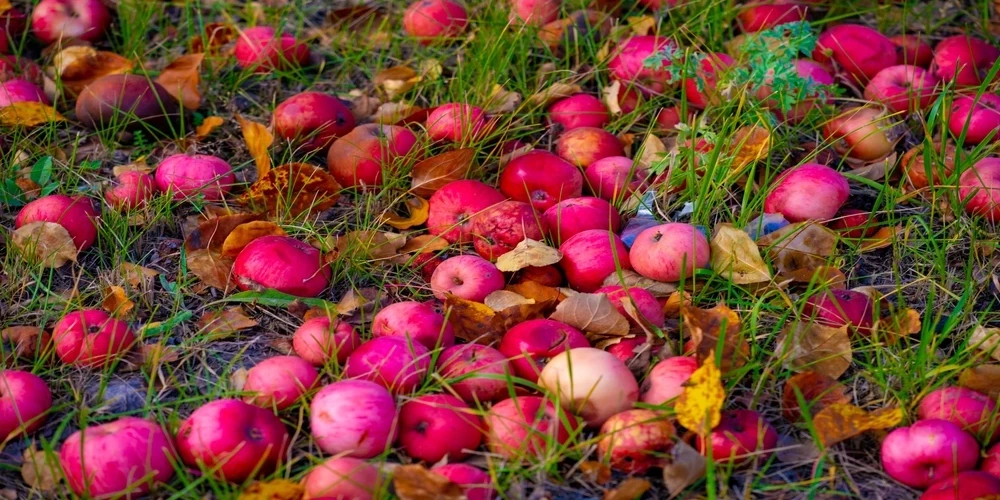 Dažkārt redzam, ka skaistie āboli līdz gatavībai nemaz nenonāk. Iemesls var būt arī slikti laikapstākļi, kā tas ir šogad.