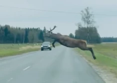 VIDEO: Uzmanību! Alūksnes pusē manīts tāllēkšanas čempions