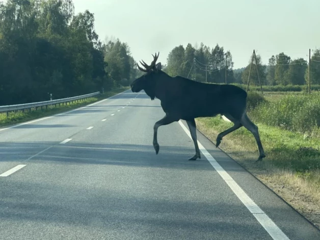 Ināra uz autoceļa šoruden manījusi staltu alni.