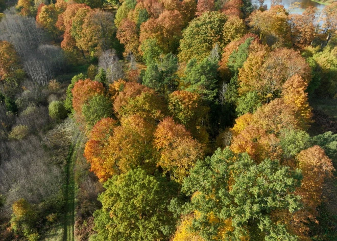 Такого не было 25 лет: благодаря дождливой погоде в латвийских лесах установлен рекорд