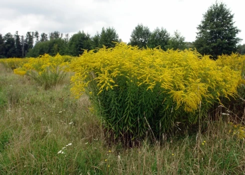 Нехорошее растение.