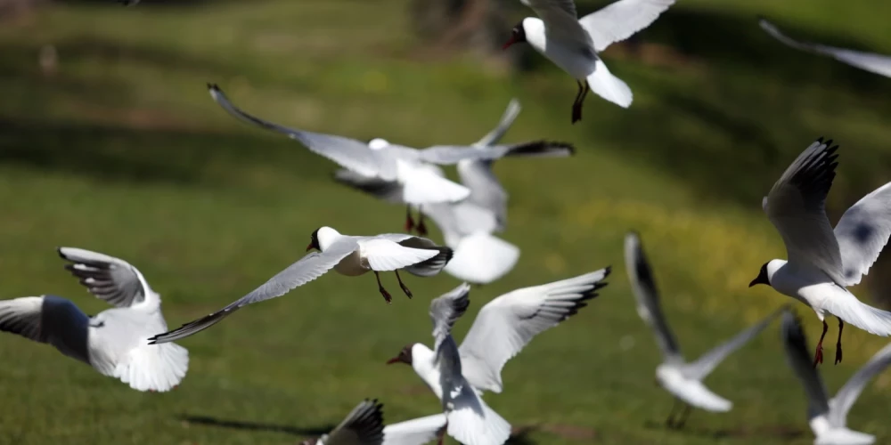 Nedēļas nogalē Latvijā novērotas 134 putnu sugas. 