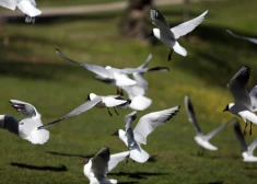 Nedēļas nogalē Latvijā novērotas 134 putnu sugas