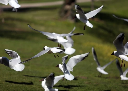 Nedēļas nogalē Latvijā novērotas 134 putnu sugas. 