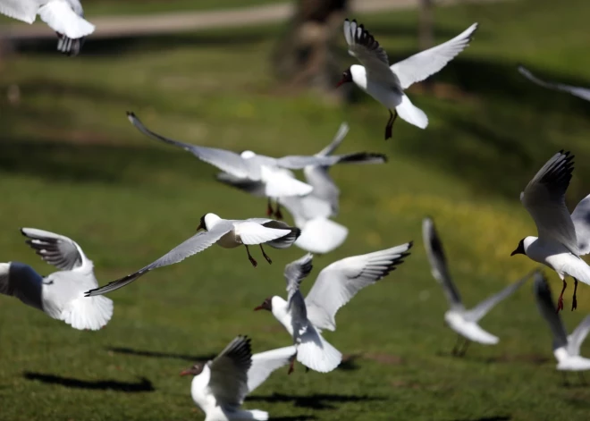 Nedēļas nogalē Latvijā novērotas 134 putnu sugas