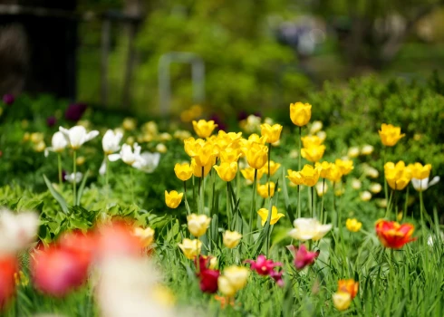 Līdzīgi kā citus gadus, arī nākamajā sezonā sīpolpuķu daudzveidībā dominēs pavasara ziedu karalienes tulpes.