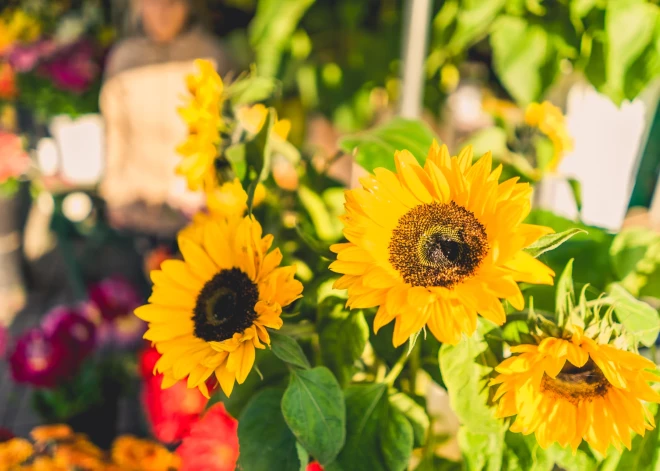 Liepājā ražas svētkos turpinās stiprināt Dienvidrietumu rajona kopienu