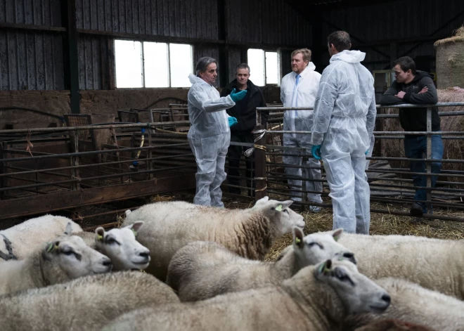 На границах с Латвией появилась новая опасная для скота болезнь - она могла прийти из России