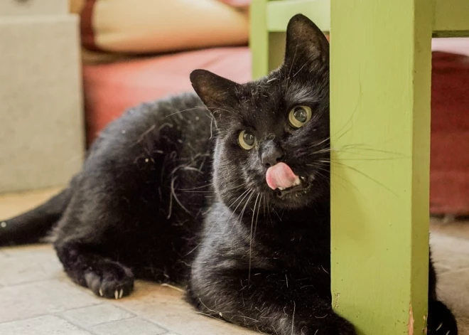 Valgas dzīvnieku patversmes pastāvēšana atkal neskaidra