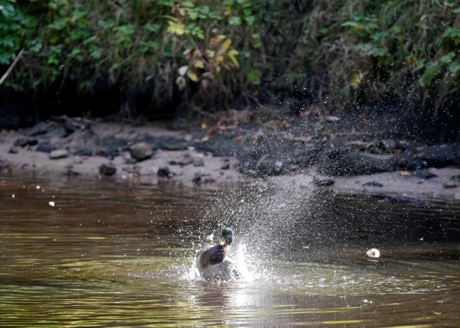 В среду будет солнечно, в Курземе - дождливо