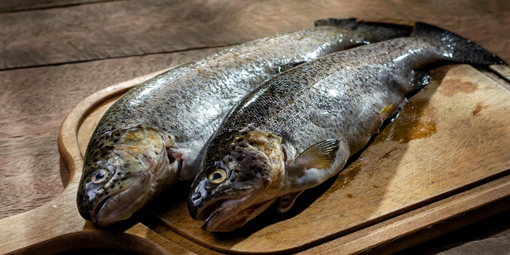 Varavīksnes forele.