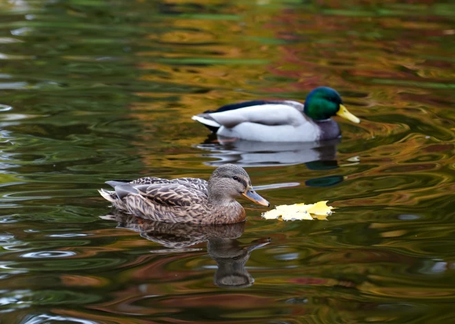 Trešdien Latvijā – saulains un silts laiks, bet vakarā Kurzemē gaidāms lietus