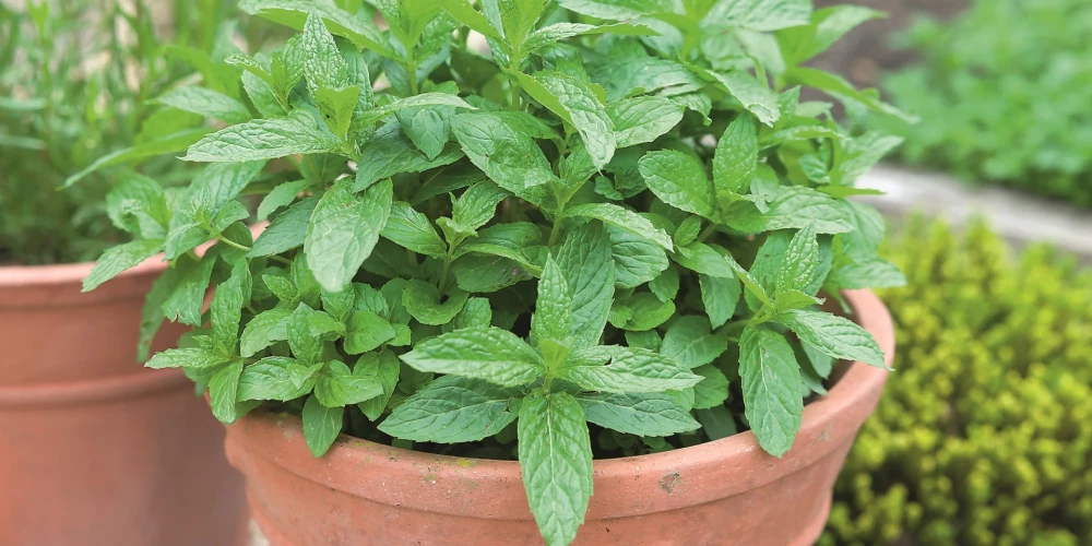 Lielākus garšaugu cerus var sadalīt, daļu iestādīt podos un tos ierakt siltumnīcas zemē tā, lai augšpuse ir vienā līmenī ar augsni. Foto: Shutterstock