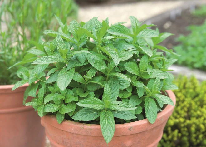 Kā rudenī sakopt piparmētras, lupstāju un citus daudzgadīgos garšaugus?