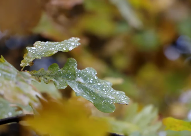Tuvākajās dienās Latvijā bieži līs, nākamnedēļ kļūs vēsāks