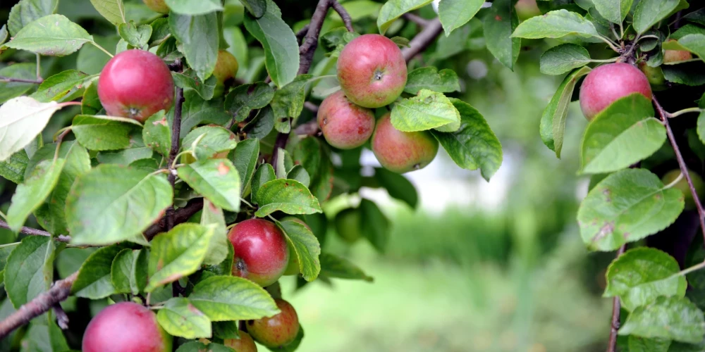 Dārzs ar pārsteigumu.