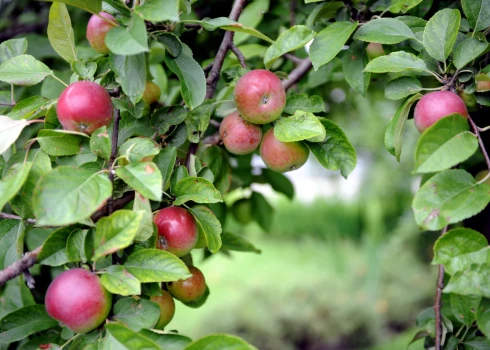 Dārzs ar pārsteigumu.