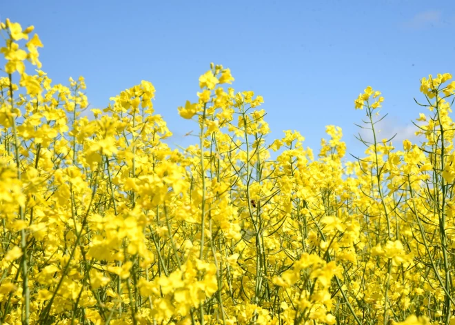 Затяжные дожди - это вам не ливни! Используя нелепые отговорки, страховщики отказывают в компенсации латвийским фермерам